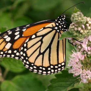 Monarch Butterfly