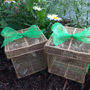 100 Painted Ladies in 2 Release Boxes