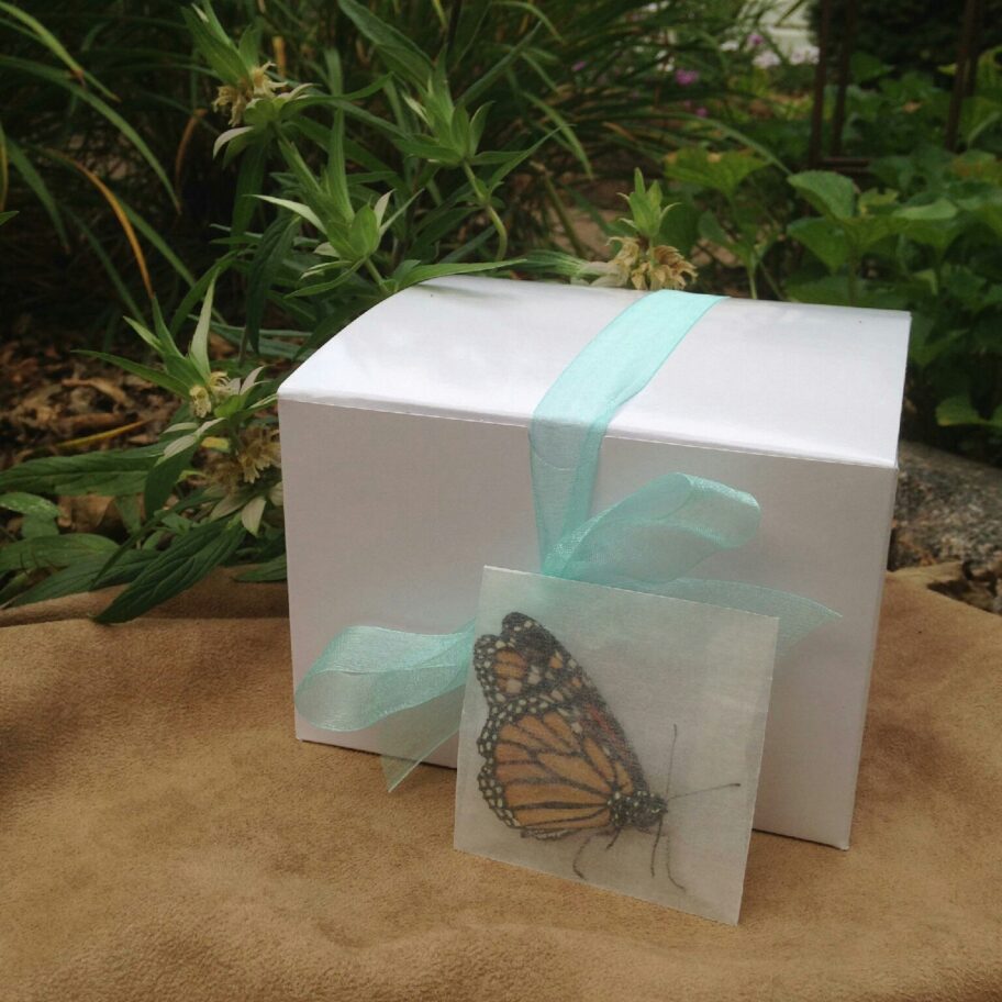 50 Monarch Butterflies in Release Envelopes Michigan Native Butterfly