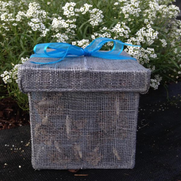 12 Monarch Butterflies for Release Michigan Native Butterfly Farm