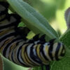 monarch caterpillar milkweed