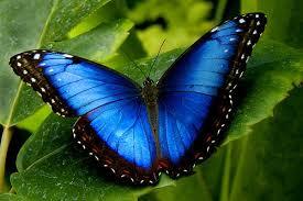 Blue-Morpho-Butterfly-Jewelry-Bead-1.jpg
