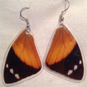 Butterfly Wing (Blomfild's Beauty, Smyrna blomfildia) Earrings 1