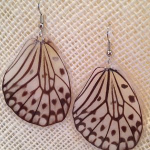 Butterfly Wing ( Paper Kite, Leuconoe obscurs) Earrings