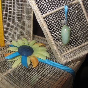 Butterfly Wish Box - Real Butterfly Pupa