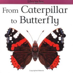 From Caterpillar To Butterfly Book - Red Admiral Butterfly Life Cycle