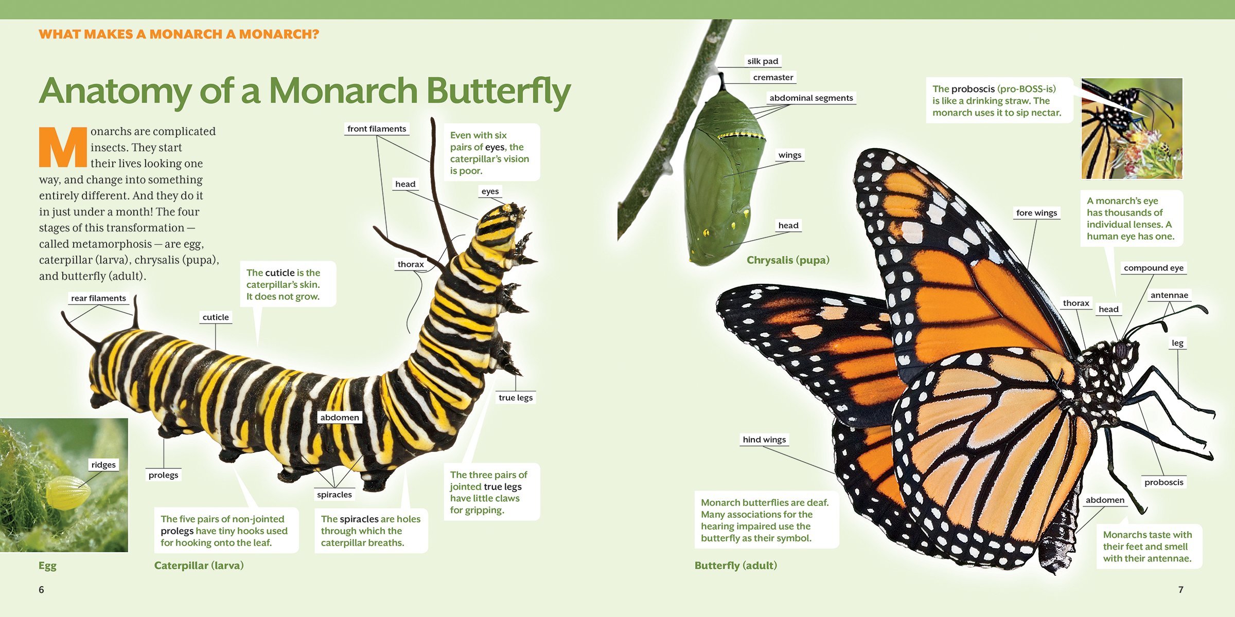 How To Raise Monarch Butterflies Book