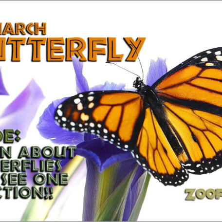 Butterfly Book - Flipbook 978-1934095164