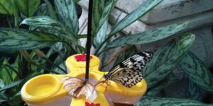 Butterfly Nectar and Fruit Feeder 88005
