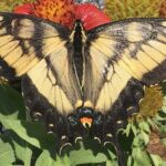 Tiger Swallowtail - Papilio glaucus