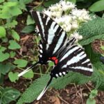 Zebra Swallowtail - Eurytides marcellus