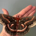 cecropia moth, Hyalophora cecropia Linnaeu