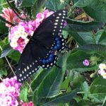Black Swallowtail Papilio polyxenes