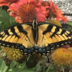 TigerSwallowtail - Papilio glaucus