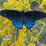 Pipevine Swallowtail Battus philenor
