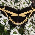 Giant Swallowtail - Papilio cresphontes