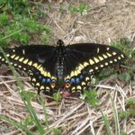 Black Swallowtail Male - Papilio polyxenes